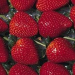 strawberries72